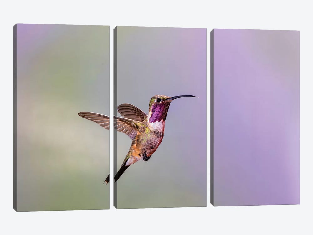 Lucifer hummingbird (Calothorax lucifer) male hovering. by Larry Ditto 3-piece Canvas Wall Art