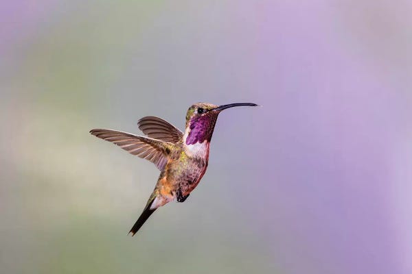 Larry Ditto: Lucifer hummingbird (Calothorax lucifer) male hovering. by Larry Ditto