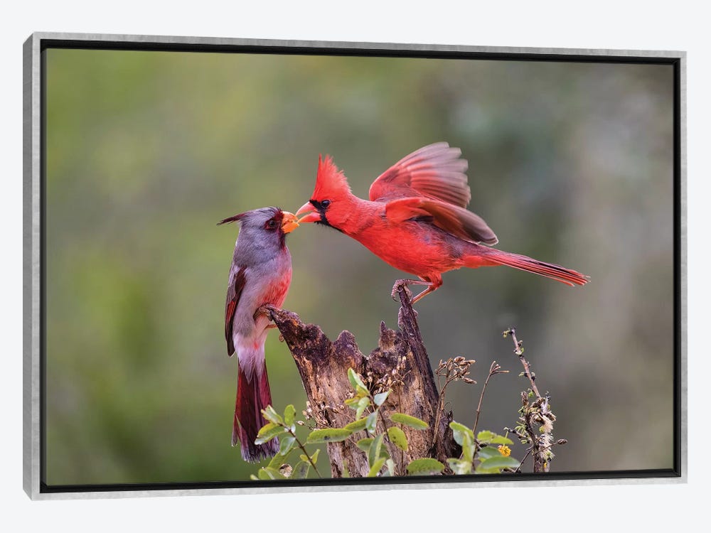 Northern Cardinal 8x10 CANVAS WRAPPED PHOTO FRAME HOLDS 4 X 6