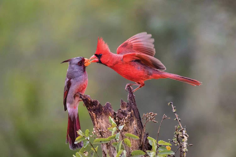 Northern cardinal and Pyrrhuloxia males fighting for a perch.