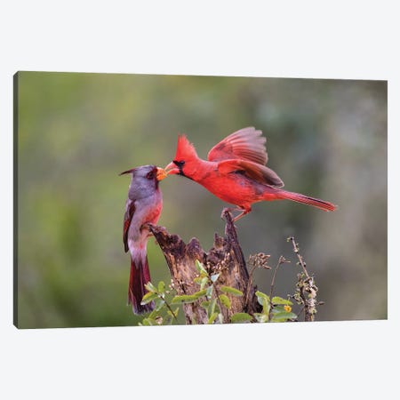 Northern cardinal and Pyrrhuloxia males fighting for a perch. Canvas Print #LDI38} by Larry Ditto Art Print