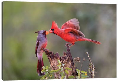 Northern cardinal and Pyrrhuloxia males fighting for a perch. Canvas Art Print