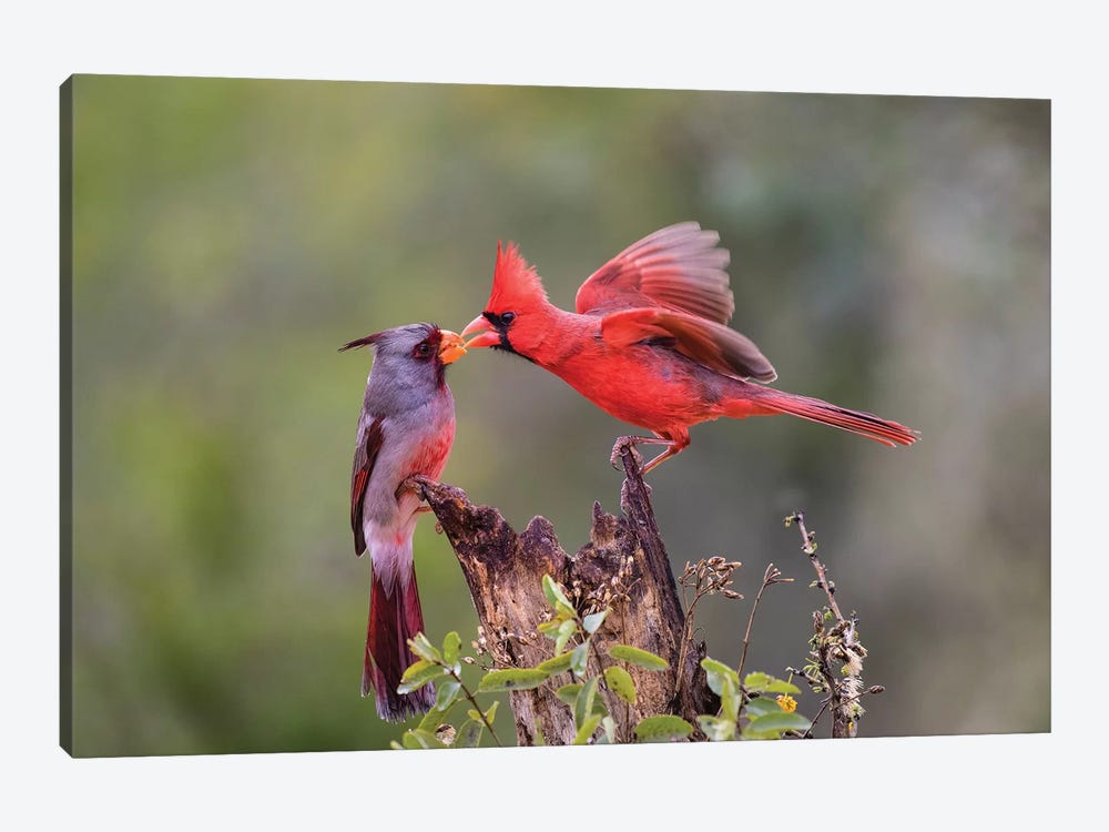 Northern cardinal and Pyrrhuloxia males fighting for a perch. by Larry Ditto 1-piece Canvas Art Print