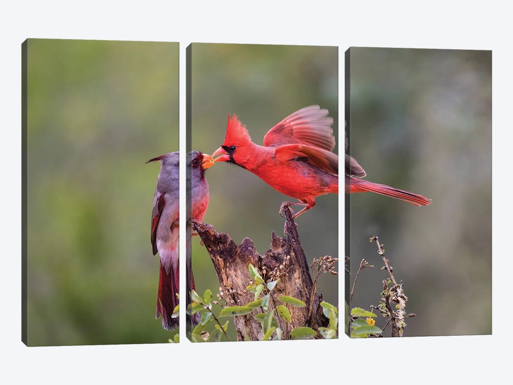 Northern cardinal and Pyrrhuloxia males fighting for a perch. by Larry Ditto 3-piece Canvas Art Print