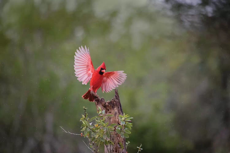 Northern cardinal landing.