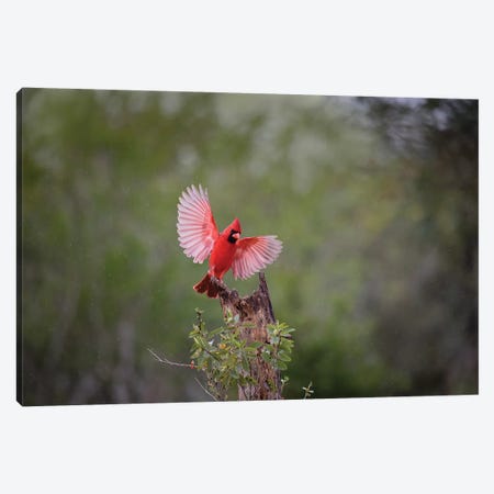 Northern cardinal landing. Canvas Print #LDI39} by Larry Ditto Canvas Print