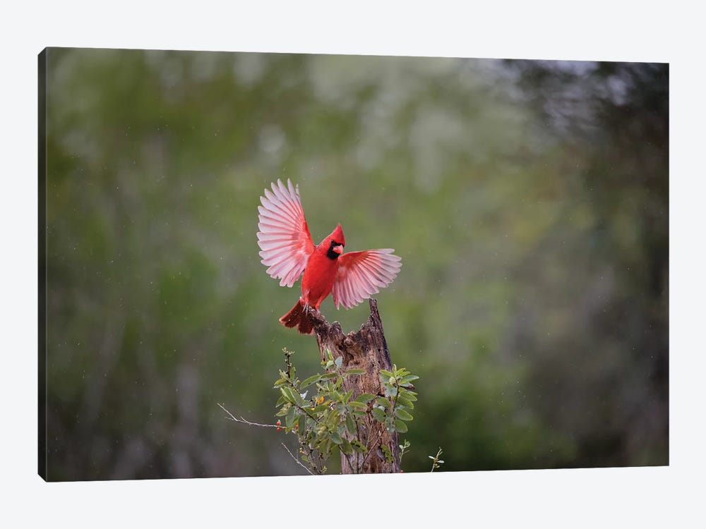 Northern cardinal landing. by Larry Ditto 1-piece Canvas Wall Art