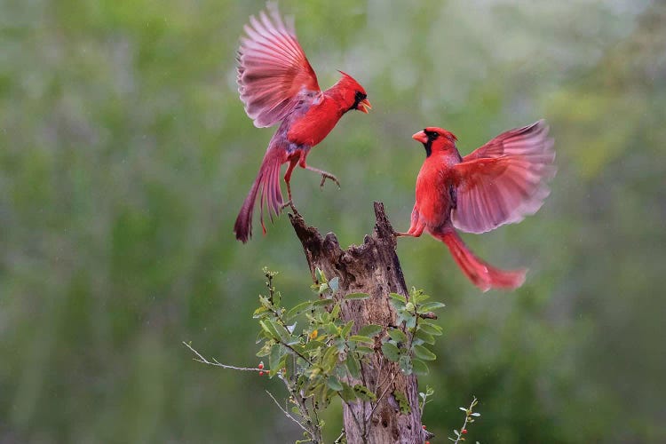 Northern cardinal males fighting.