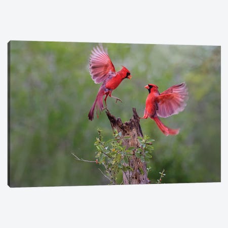 Northern cardinal males fighting. Canvas Print #LDI40} by Larry Ditto Canvas Artwork