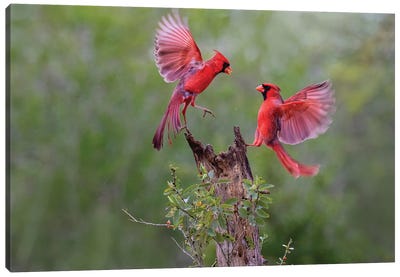 Northern cardinal males fighting. Canvas Art Print