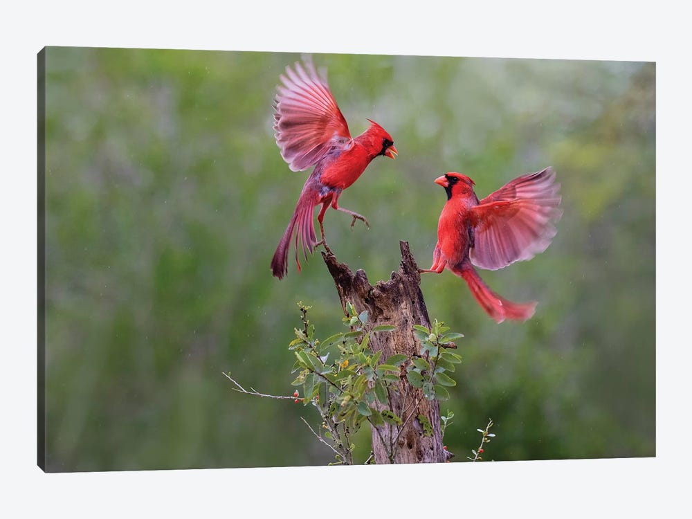 Northern cardinal males fighting. by Larry Ditto 1-piece Canvas Wall Art