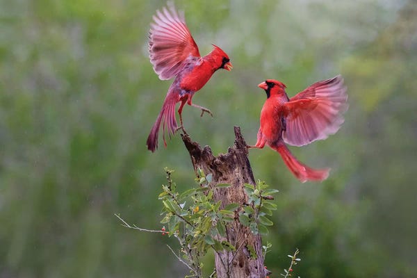 Cardinals: Northern cardinal males fighting. by Larry Ditto