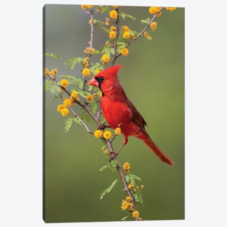 Northern cardinal perched. Canvas Print #LDI41} by Larry Ditto Canvas Art