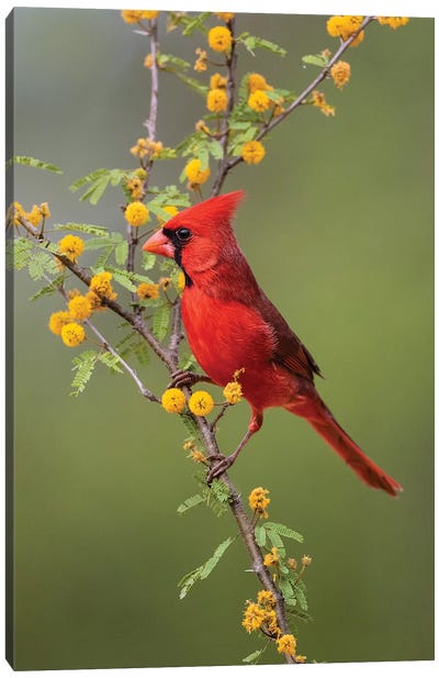 Northern cardinal perched. Canvas Art Print