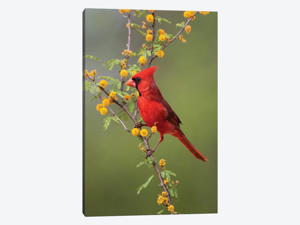 Northern cardinal perched. by Larry Ditto 1-piece Canvas Print