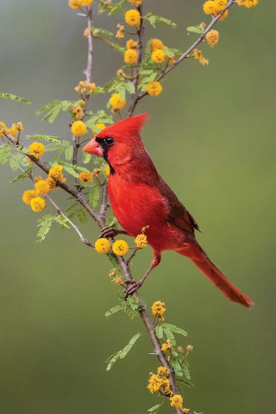 Larry Ditto: Northern cardinal perched. by Larry Ditto
