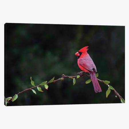 Northern cardinal perched. Canvas Print #LDI42} by Larry Ditto Canvas Art