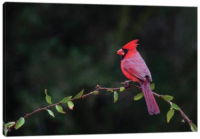 Northern cardinal perched. Canvas Art Print
