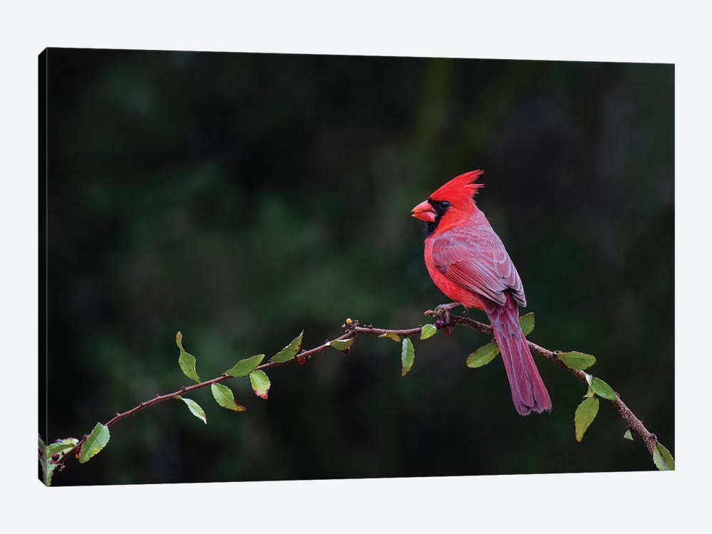 Northern cardinal perched. by Larry Ditto 1-piece Canvas Wall Art