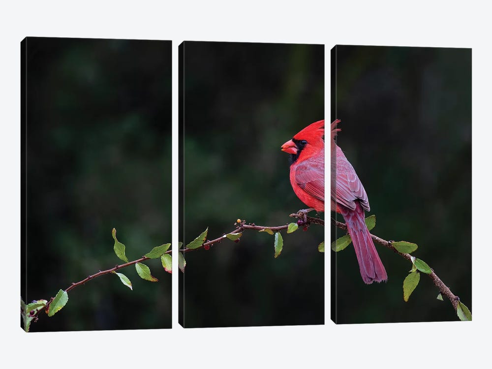 Northern cardinal perched. by Larry Ditto 3-piece Canvas Art