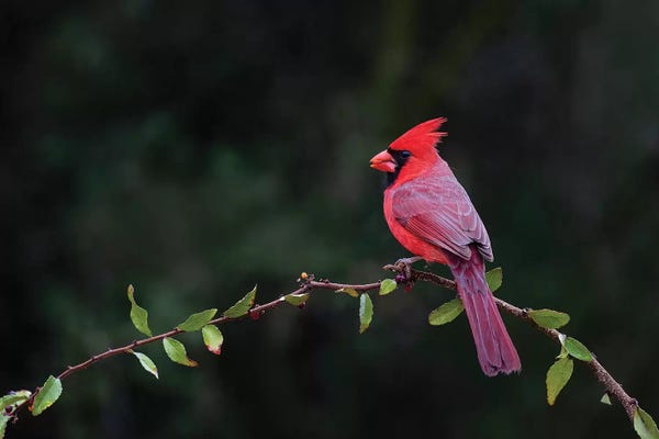 Cardinals: Northern cardinal perched. by Larry Ditto