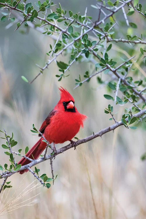 Northern cardinal perched.