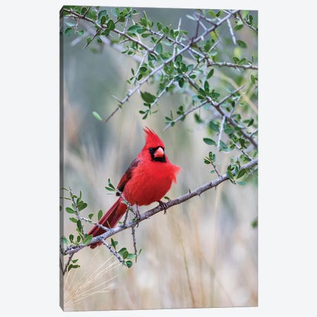 Northern cardinal perched. Canvas Print #LDI43} by Larry Ditto Canvas Art