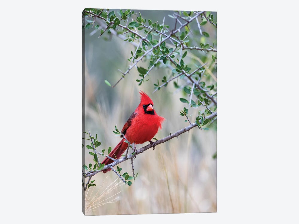 Northern cardinal perched. by Larry Ditto 1-piece Canvas Art Print