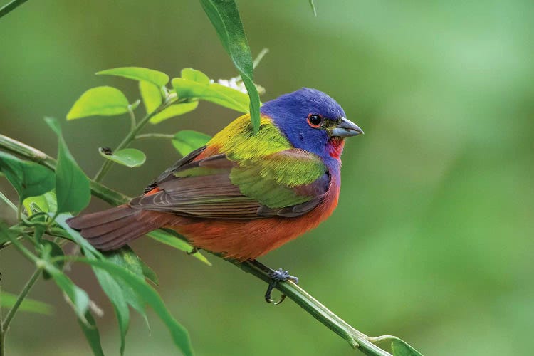 Painted bunting (Passerina ciris) male foraging.