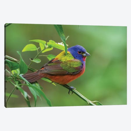 Painted bunting (Passerina ciris) male foraging. Canvas Print #LDI44} by Larry Ditto Canvas Art Print