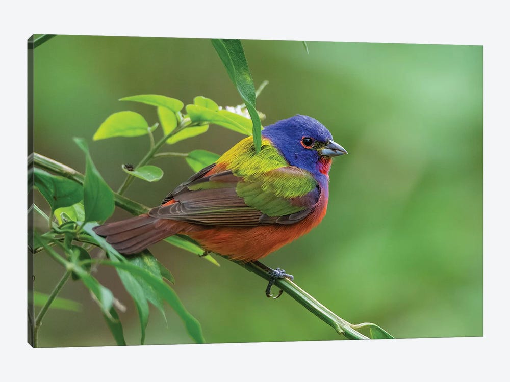 Painted bunting (Passerina ciris) male foraging. by Larry Ditto 1-piece Canvas Artwork