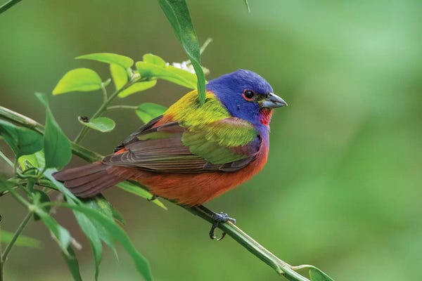 Larry Ditto: Painted bunting (Passerina ciris) male foraging. by Larry Ditto