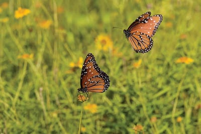 Queens (Danaus gilippus) butterfly pair in breeding activity by Larry Ditto art print