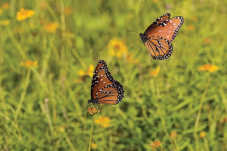 Queens (Danaus gilippus) butterfly pair in breeding activity