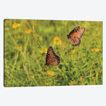 Queens (Danaus gilippus) butterfly pair in breeding activity Canvas Print #LDI45} by Larry Ditto Canvas Art Print