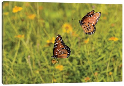 Queens (Danaus gilippus) butterfly pair in breeding activity Canvas Art Print