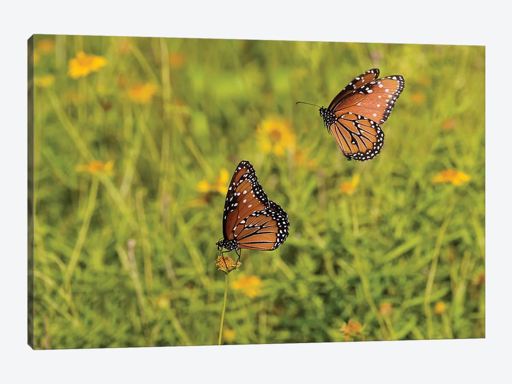 Queens (Danaus gilippus) butterfly pair in breeding activity by Larry Ditto 1-piece Art Print