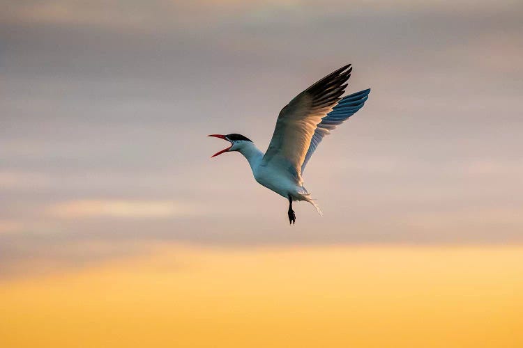 Royal tern (Sterna maxima) calling.