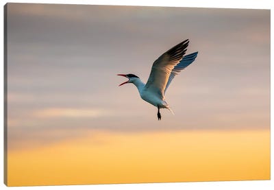 Royal tern (Sterna maxima) calling. Canvas Art Print - Terns