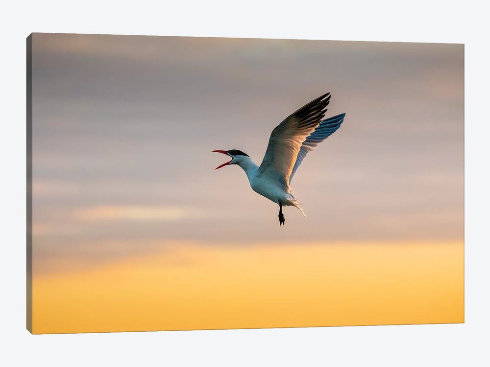 Royal tern (Sterna maxima) calling. by Larry Ditto 1-piece Canvas Art