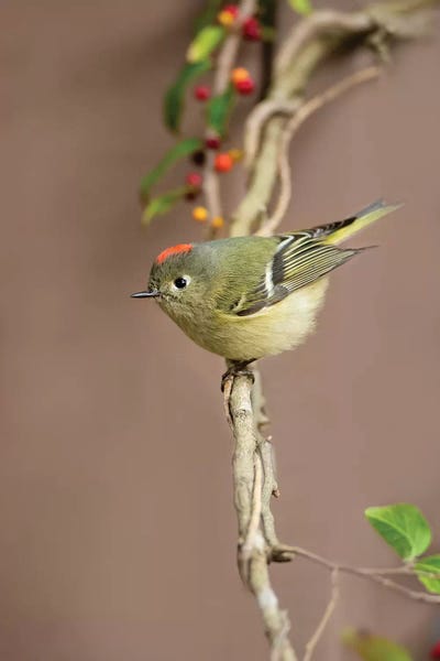 Ruby-crowned kinglet (Regulus calendula) perched. by Larry Ditto art print
