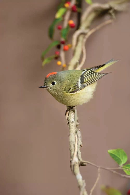 Ruby-crowned kinglet (Regulus calendula) perched.