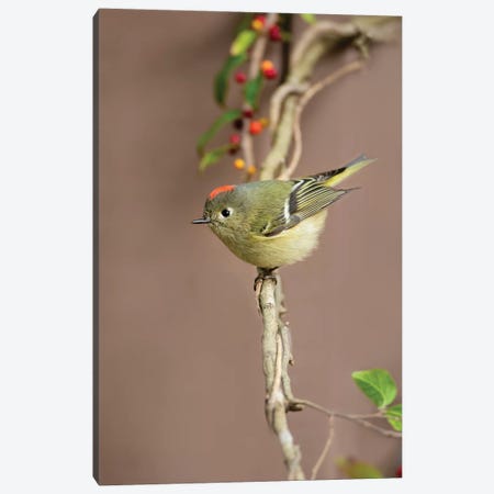 Ruby-crowned kinglet (Regulus calendula) perched. Canvas Print #LDI47} by Larry Ditto Canvas Print