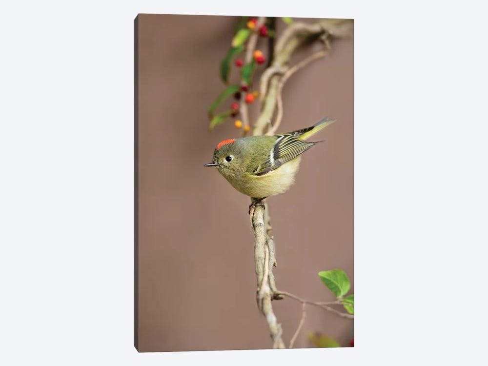 Ruby-crowned kinglet (Regulus calendula) perched. by Larry Ditto 1-piece Art Print