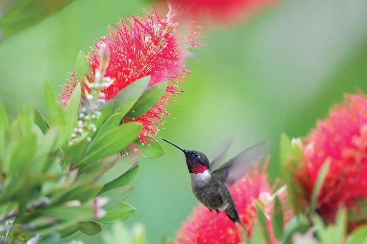 Ruby-throated hummingbird (Archilochus colubris) male feeding.