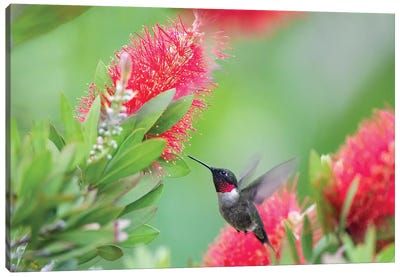 Ruby-throated hummingbird (Archilochus colubris) male feeding. Canvas Art Print