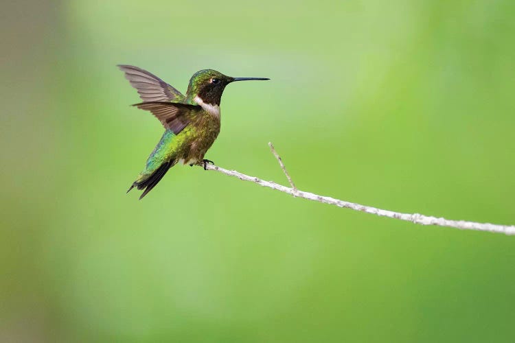 Ruby-throated hummingbird (Archilochus colubris) male landing.