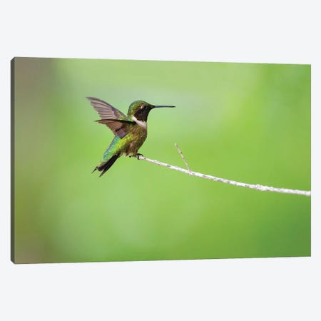 Ruby-throated hummingbird (Archilochus colubris) male landing. Canvas Print #LDI49} by Larry Ditto Canvas Art