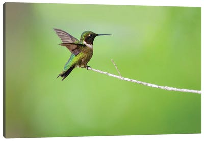 Ruby-throated hummingbird (Archilochus colubris) male landing. Canvas Art Print