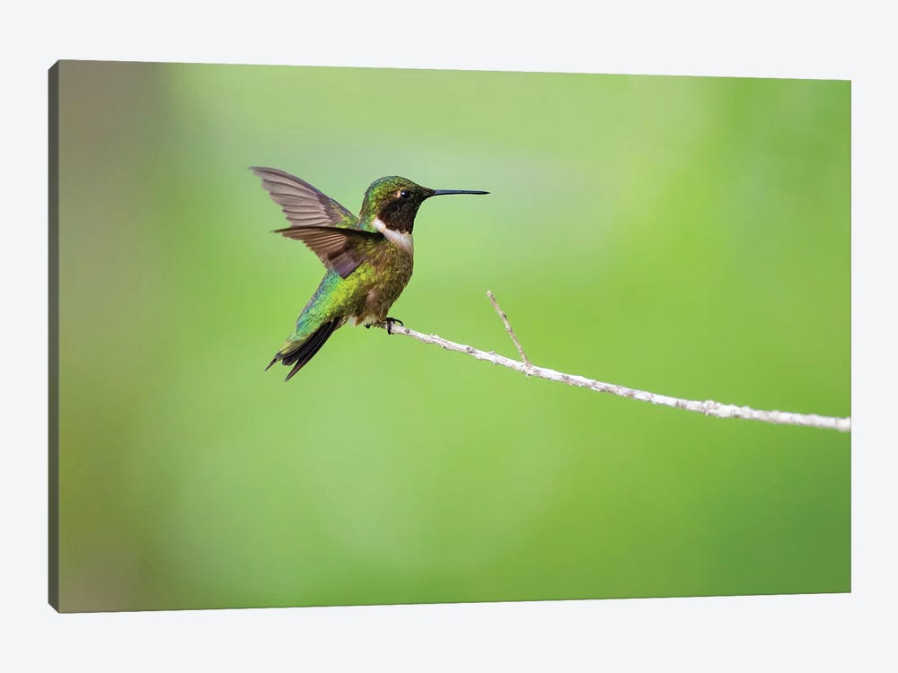 Ruby-throated hummingbird (Archilochus colubris) male landing. by Larry Ditto 1-piece Canvas Print